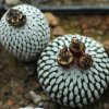 Turbinicarpus_pseudopectinatus_1